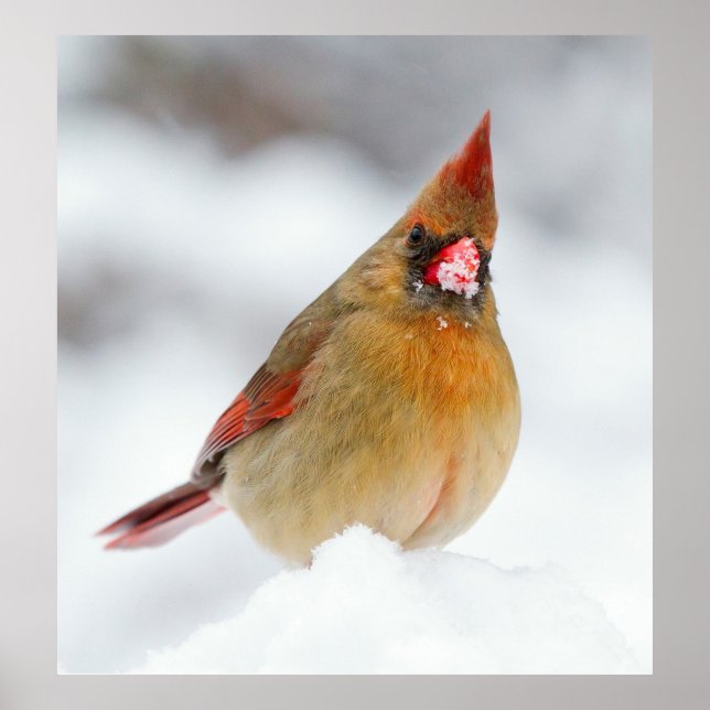 Cardinal Female Bird in Snow Poster (Front)