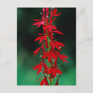 Cardinal flower flowers postcard