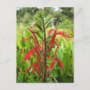 Cardinal Flower, Lobelia cardinalis Postcard