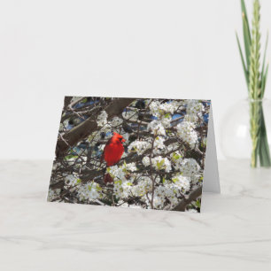 Cardinal Greeting Card