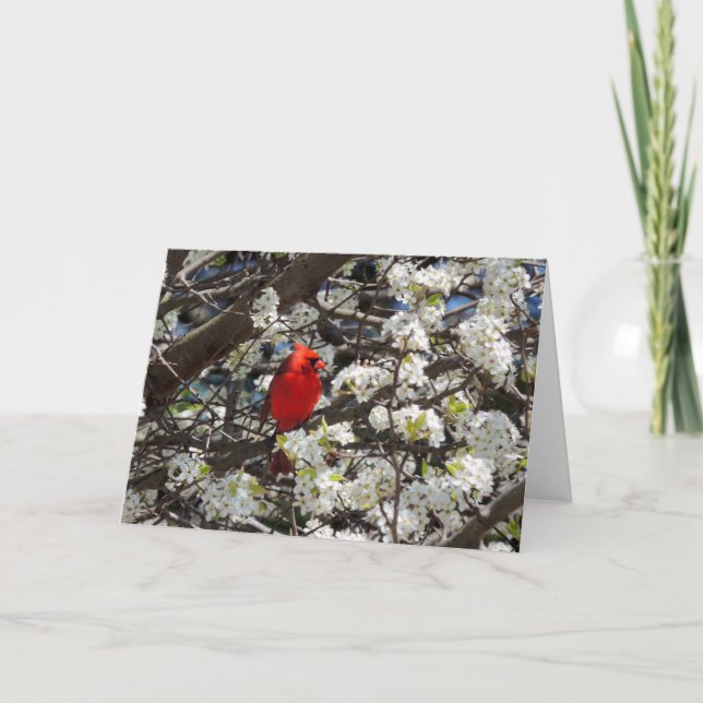 Cardinal Greeting Card (Front)