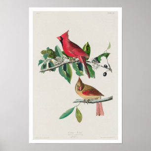 Cardinal Grosbeak by Audubon Poster