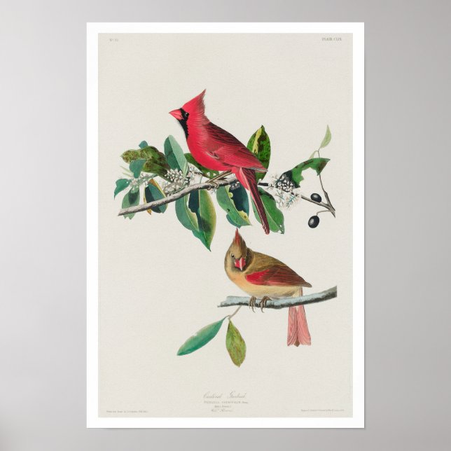 Cardinal Grosbeak by Audubon Poster (Front)