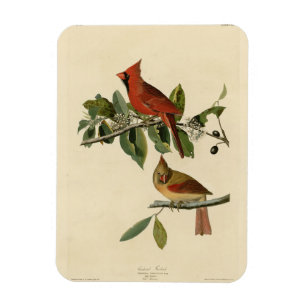 Cardinal Grosbeak from Audubon's Birds of America Magnet