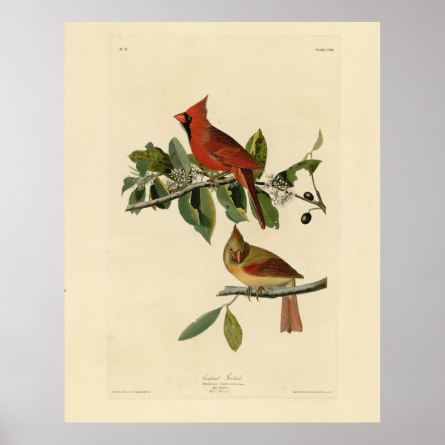 Cardinal Grosbeak from Audubon's Birds of America Poster (Front)