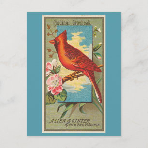 Cardinal Grosbeak Postcard