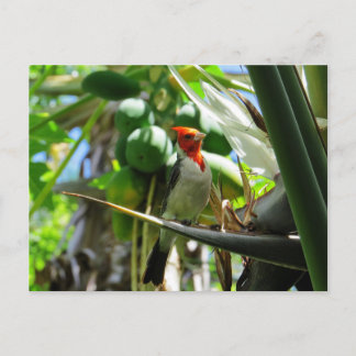 Cardinal Hawaii Bird of Paradise Coconuts Postcard