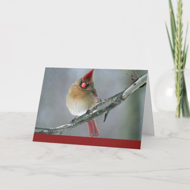 Cardinal Holiday Card (Front)
