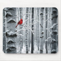 Cardinal In a Birch Tree Forest