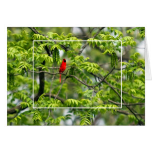 Cardinal in a Honey Locust Tree