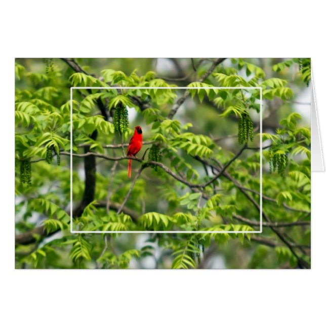Cardinal in a Honey Locust Tree (Front Horizontal)