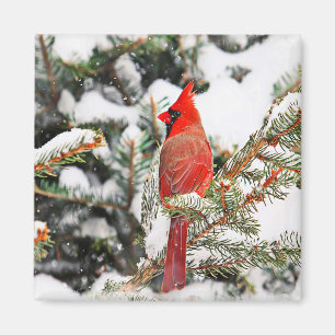 Cardinal in a pine tree magnet
