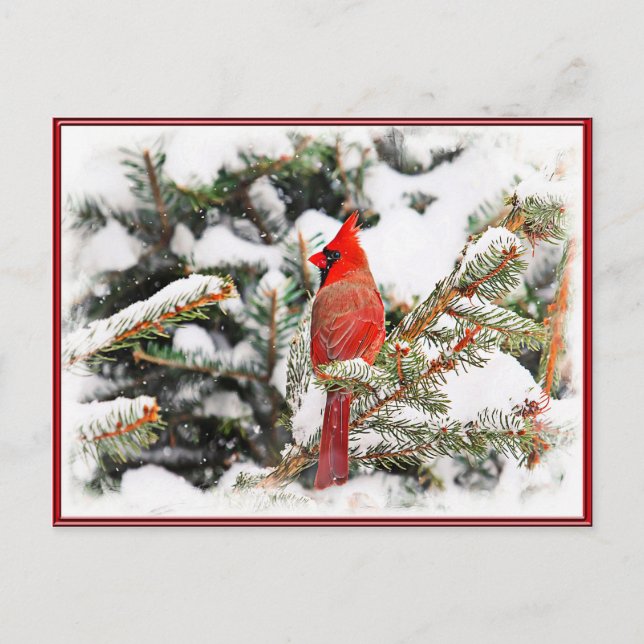 Cardinal in a pine tree postcard (Front)