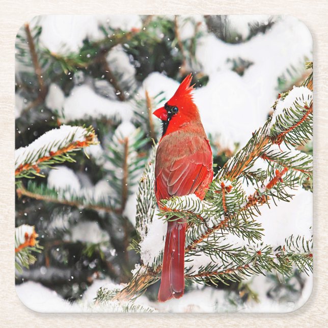 Cardinal in a pine tree square paper coaster (Front)