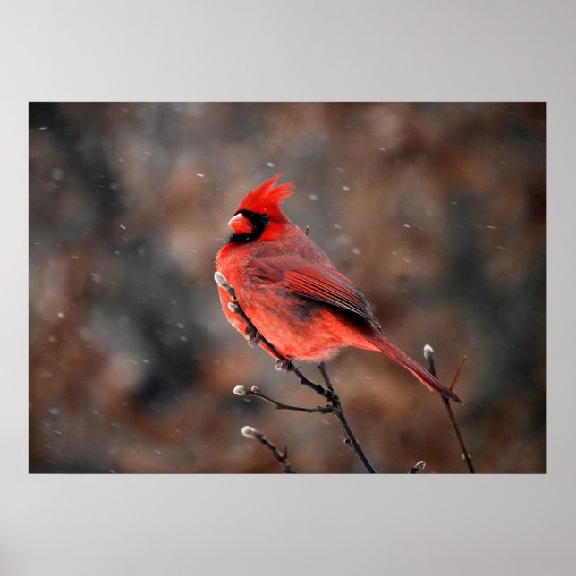 Cardinal in a Snowstorm Poster (Front)