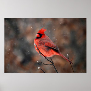 Cardinal in a Snowstorm Poster