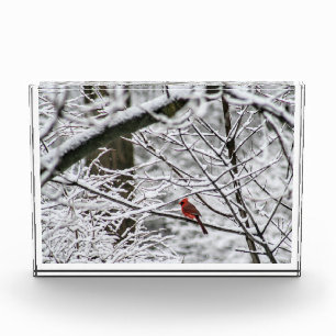 Cardinal in a Snowy Tree Photo Block