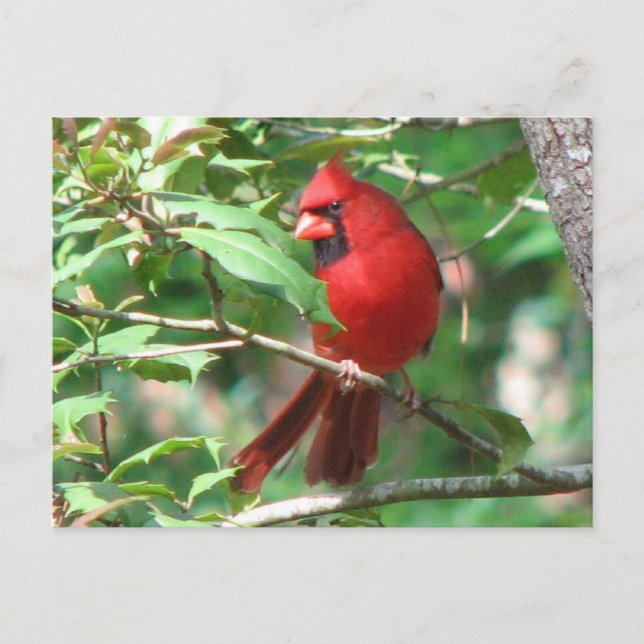 Cardinal in Holly Postcard (Front)