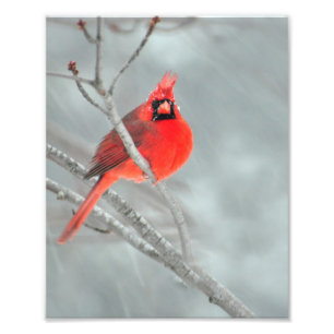 Cardinal in Snow 8" x 10" Photo Print