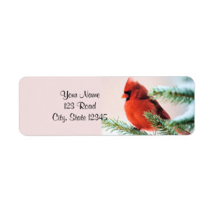 Cardinal in Snow Dusted Fir