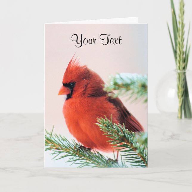 Cardinal in Snow Dusted Fir Holiday Card (Front)