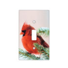 Cardinal in Snow Dusted Fir Tree