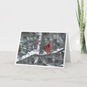 Cardinal in Snowy Branches Card