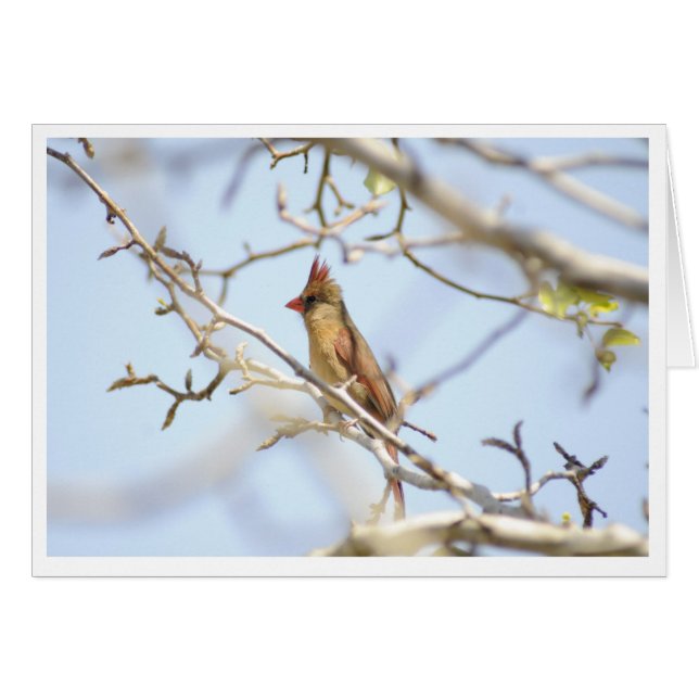 Cardinal In spring (Front Horizontal)