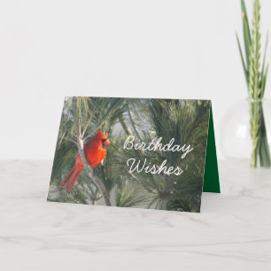 Cardinal in the Pine-customise any occasion Card