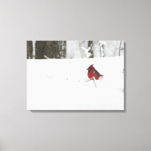 Cardinal in the Snow Canvas Print