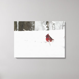 Cardinal in the Snow Canvas Print