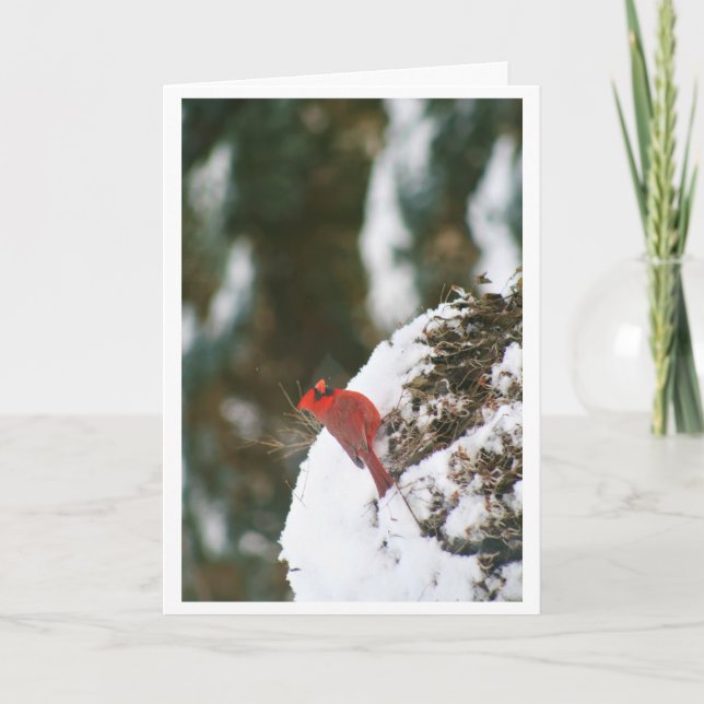 Cardinal In the Snow Holiday Card (Front)