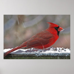 Cardinal in the snow poster