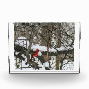 Cardinal in the Snowy Woods II Photo Block