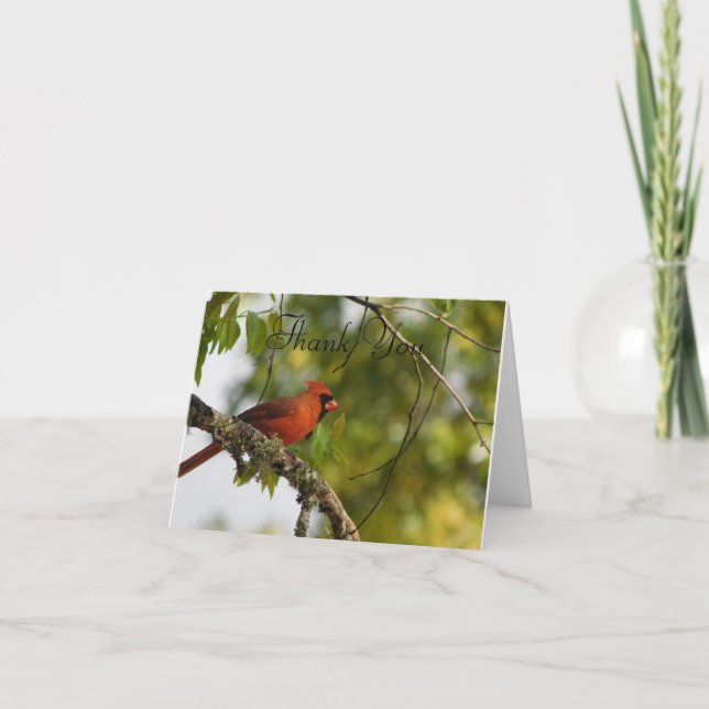 Cardinal In the Spring FL  Thank You Card (Front)