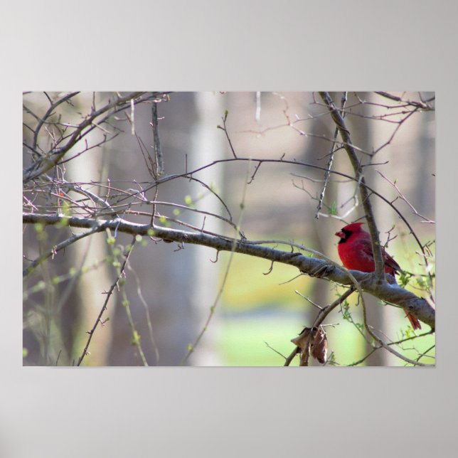 Cardinal in Tree Photo Poster (Front)