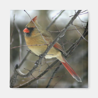 Cardinal Magnet