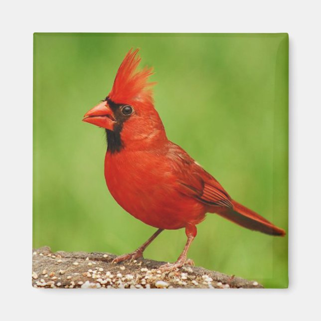 Cardinal Magnet (Front)