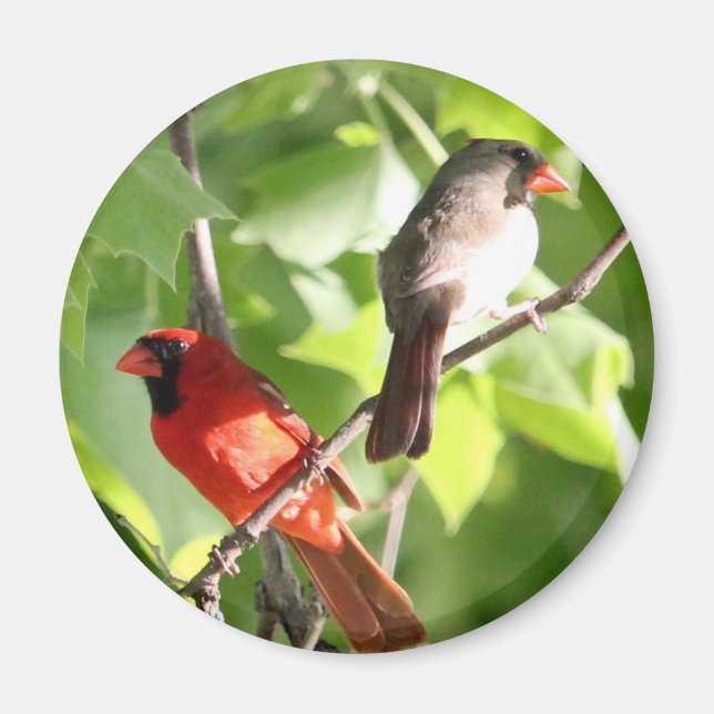 Cardinal Mates Magnet (Front)