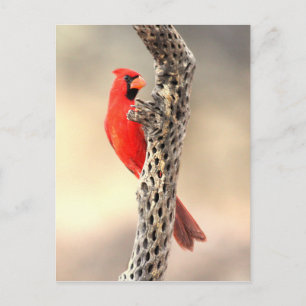 Cardinal on a cholla postcard