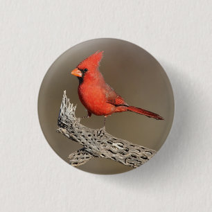 Cardinal on a cholla rib  3 cm round badge