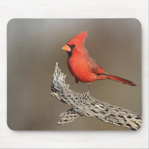 Cardinal on a cholla rib mouse pad