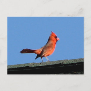 Cardinal on a Roof Postcard