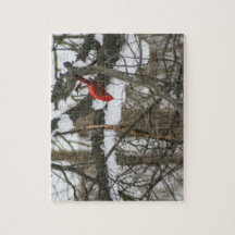 Cardinal on a Snowy Branch