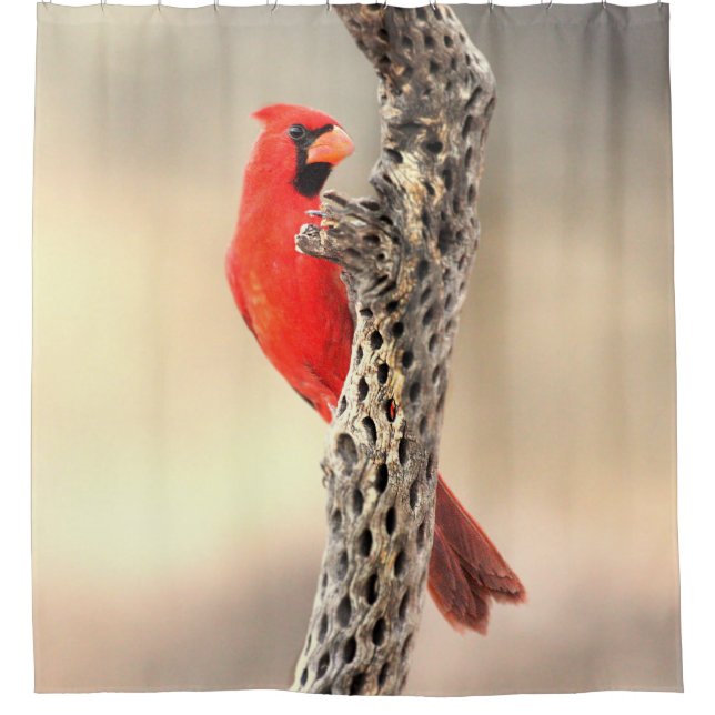 Cardinal on Cholla Shower Curtain (Front)