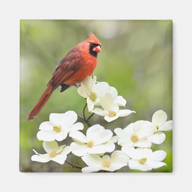 Cardinal on Dogwood Tree Magnet (Front)