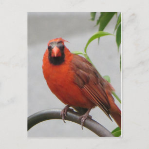 Cardinal On Feeder Postcard