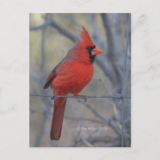 Cardinal on fence - 2009 postcard
