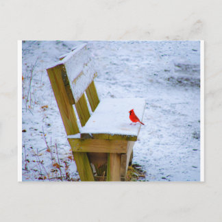 cardinal on the bench postcard