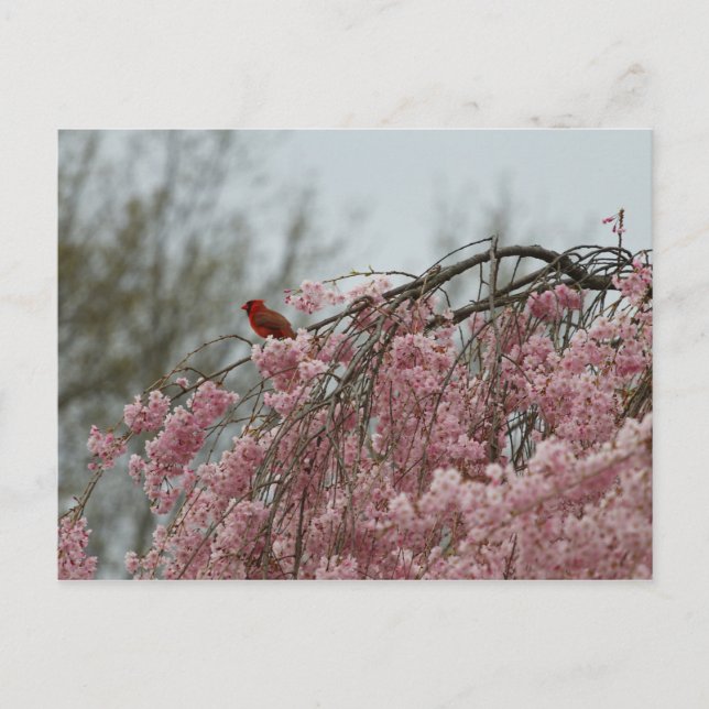 Cardinal on Top of a Weeping Cherry Tree Postcard (Front)